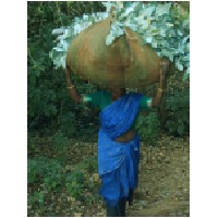 Collecting Eucalyptus for oil.JPG